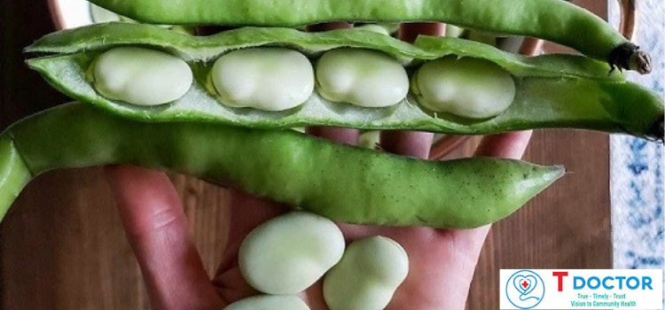 Đậu tằm là gì? Tác dụng của đậu tằm với sức khỏe